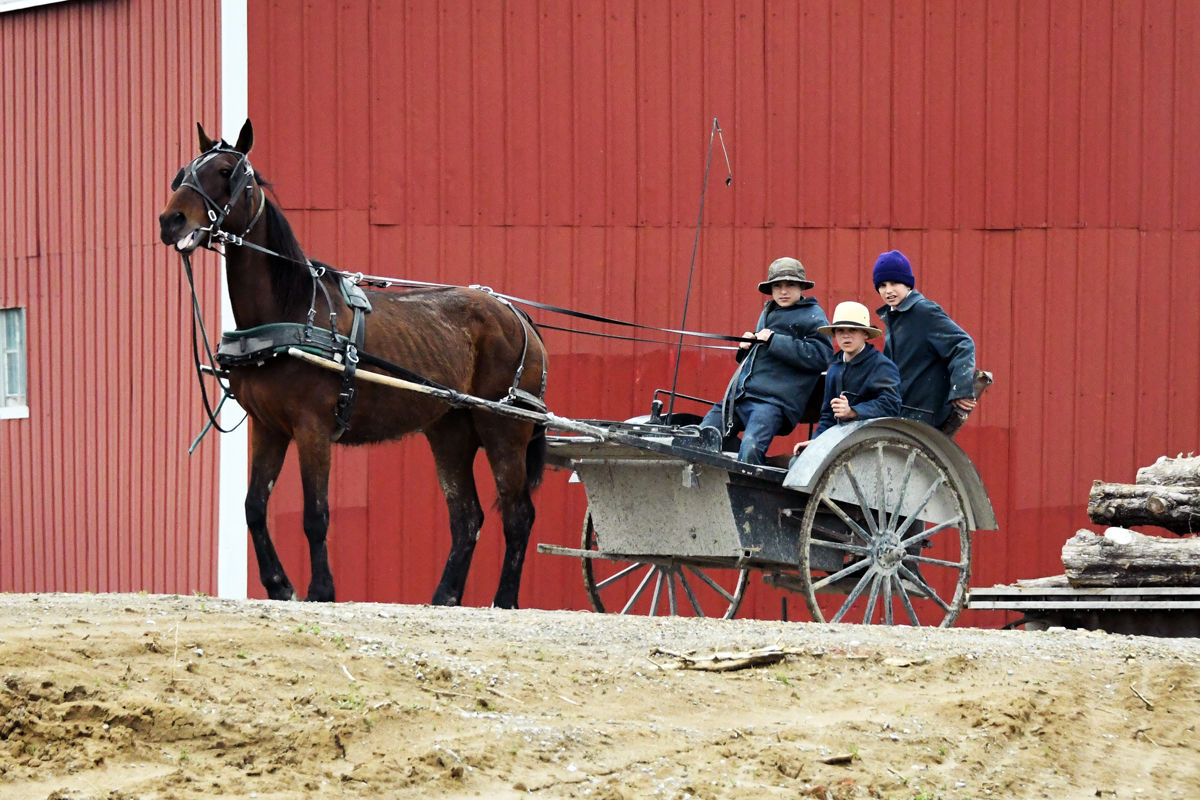 114 Amish boys at work.JPG